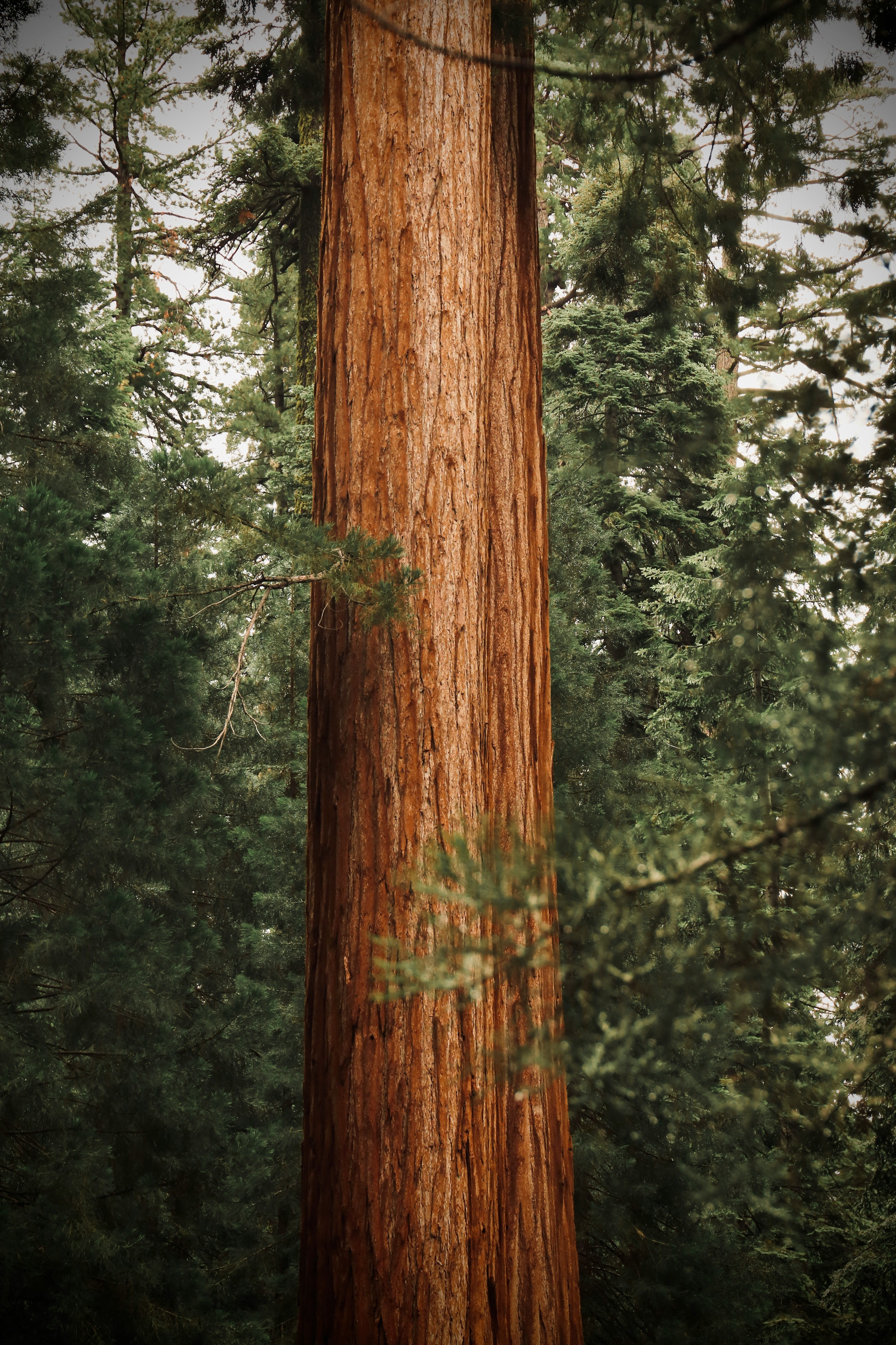 Sequoia
