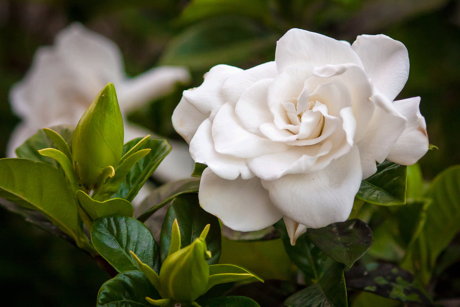 Gardenia