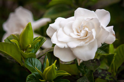 Gardenia