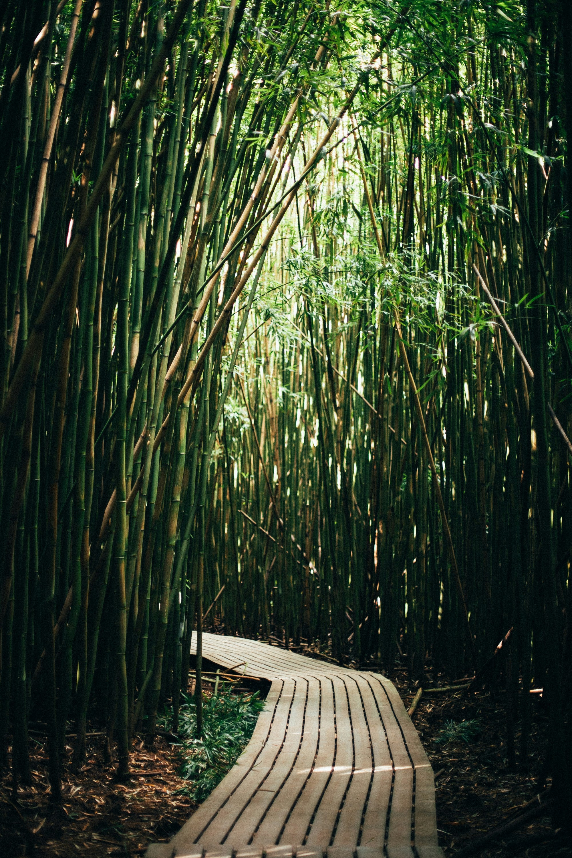 Bamboo