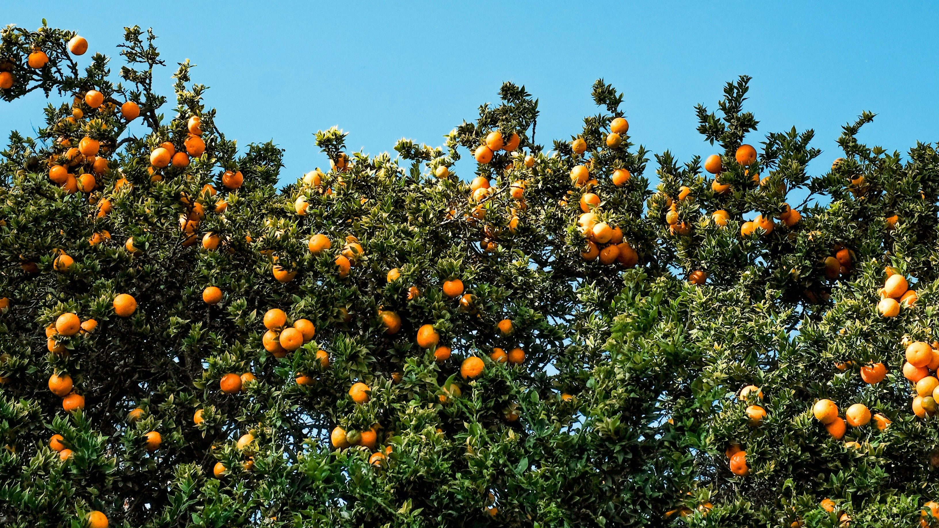 Orange Grove